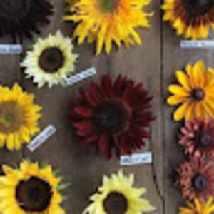 Meet your Posher, Kyleen